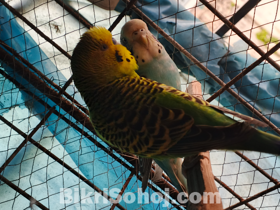 বাজরিগা পাখি